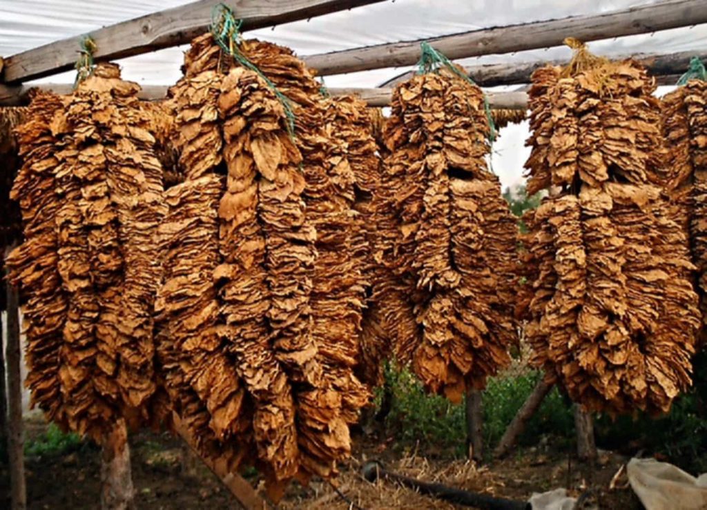 A glimpse into the essence of fire-cured tobacco leaves