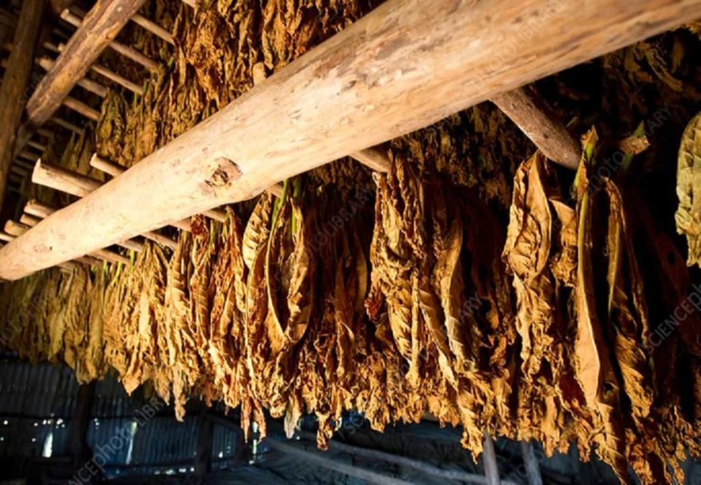 Flue-curing process in a traditional Virginia tobacco barn