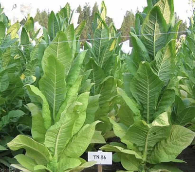 Burley tobacco leaves sorted for color and consistency