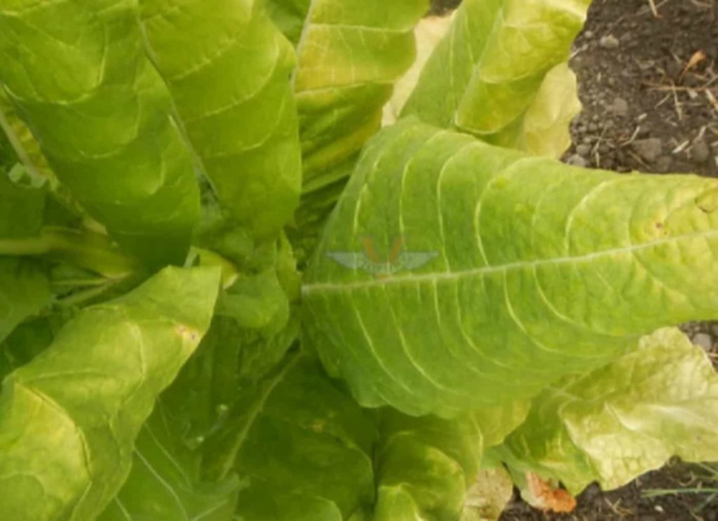 Close-up of Burley Kentucky tobacco leaves.